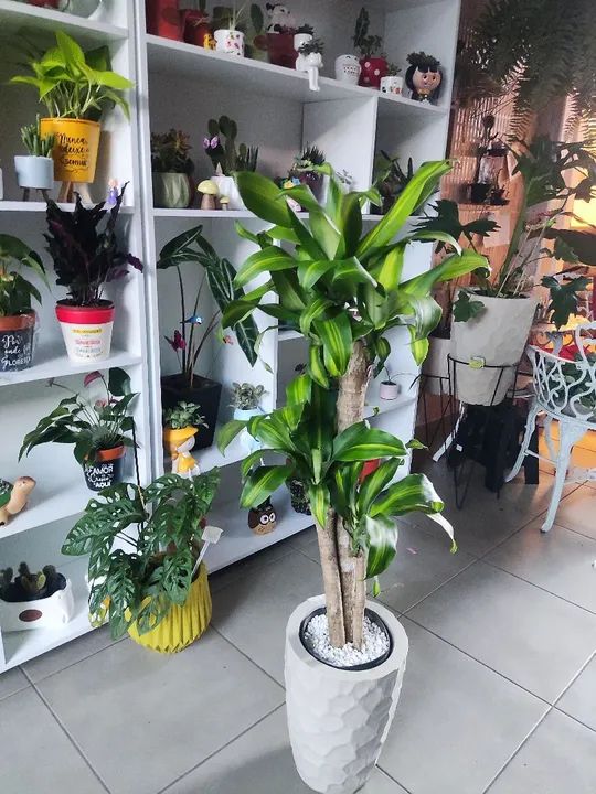 Planta Dracena Marginata em Vaso