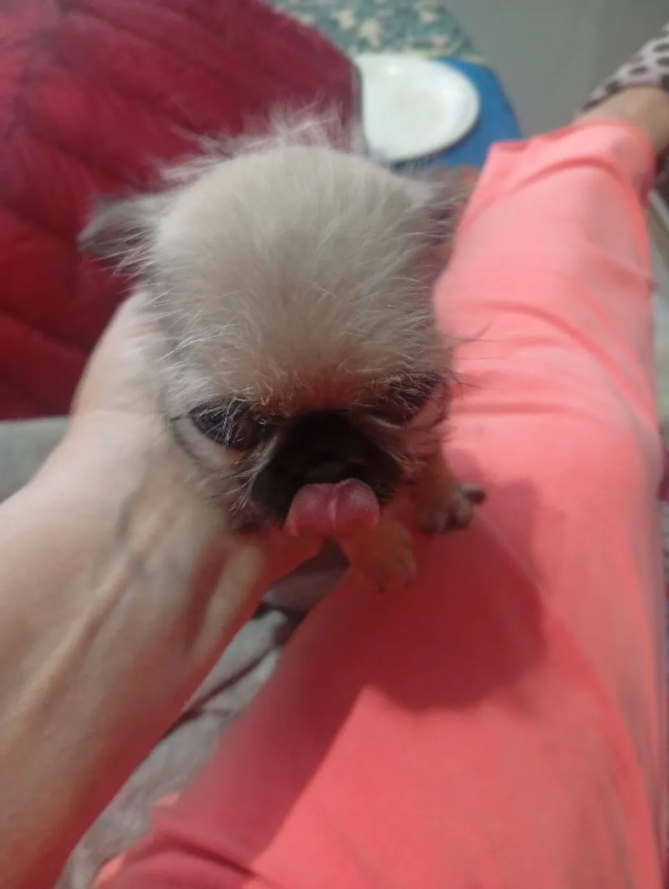 Feminha shi pug