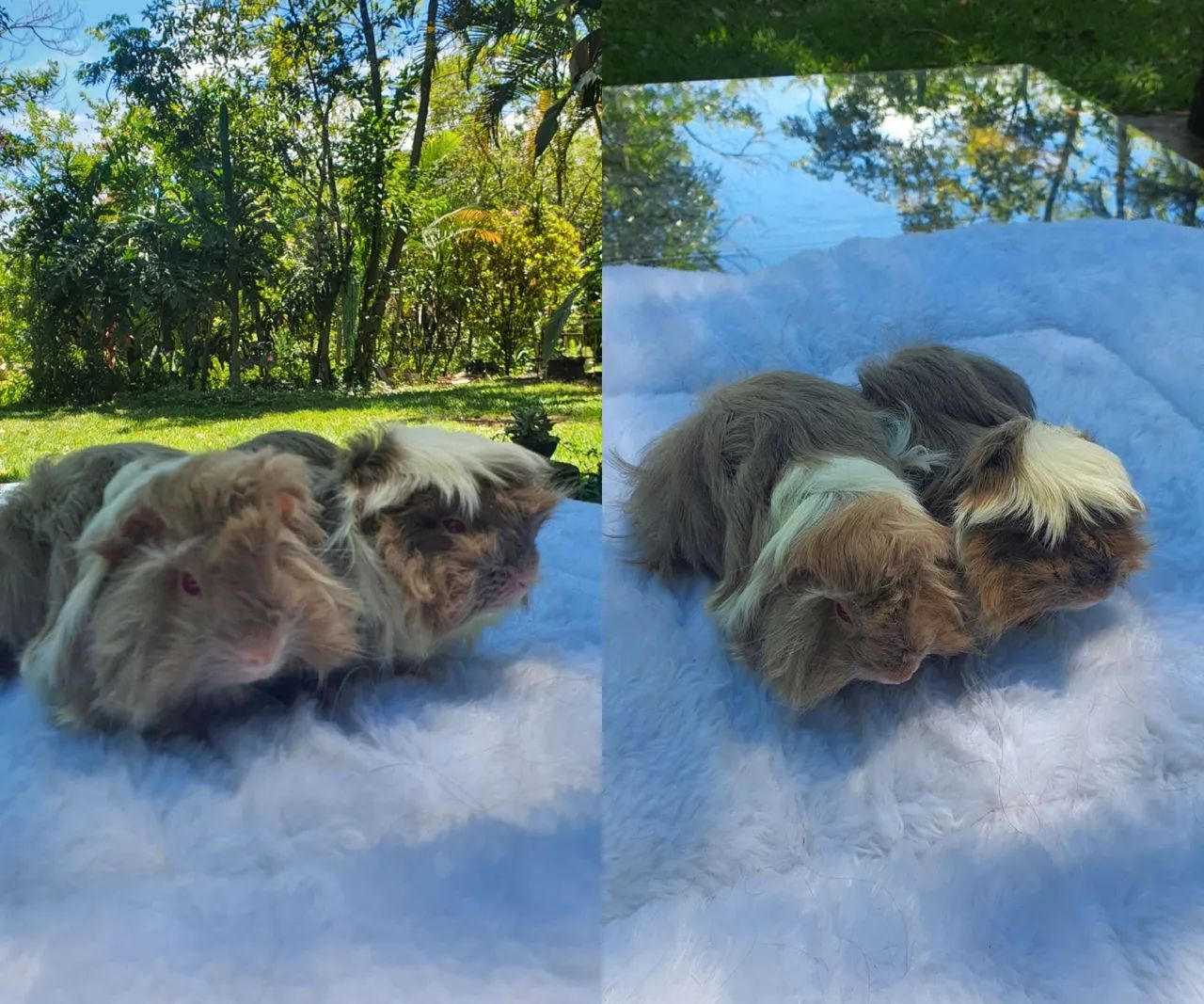 Porquinhos da Índia - Peruano - Foto 5