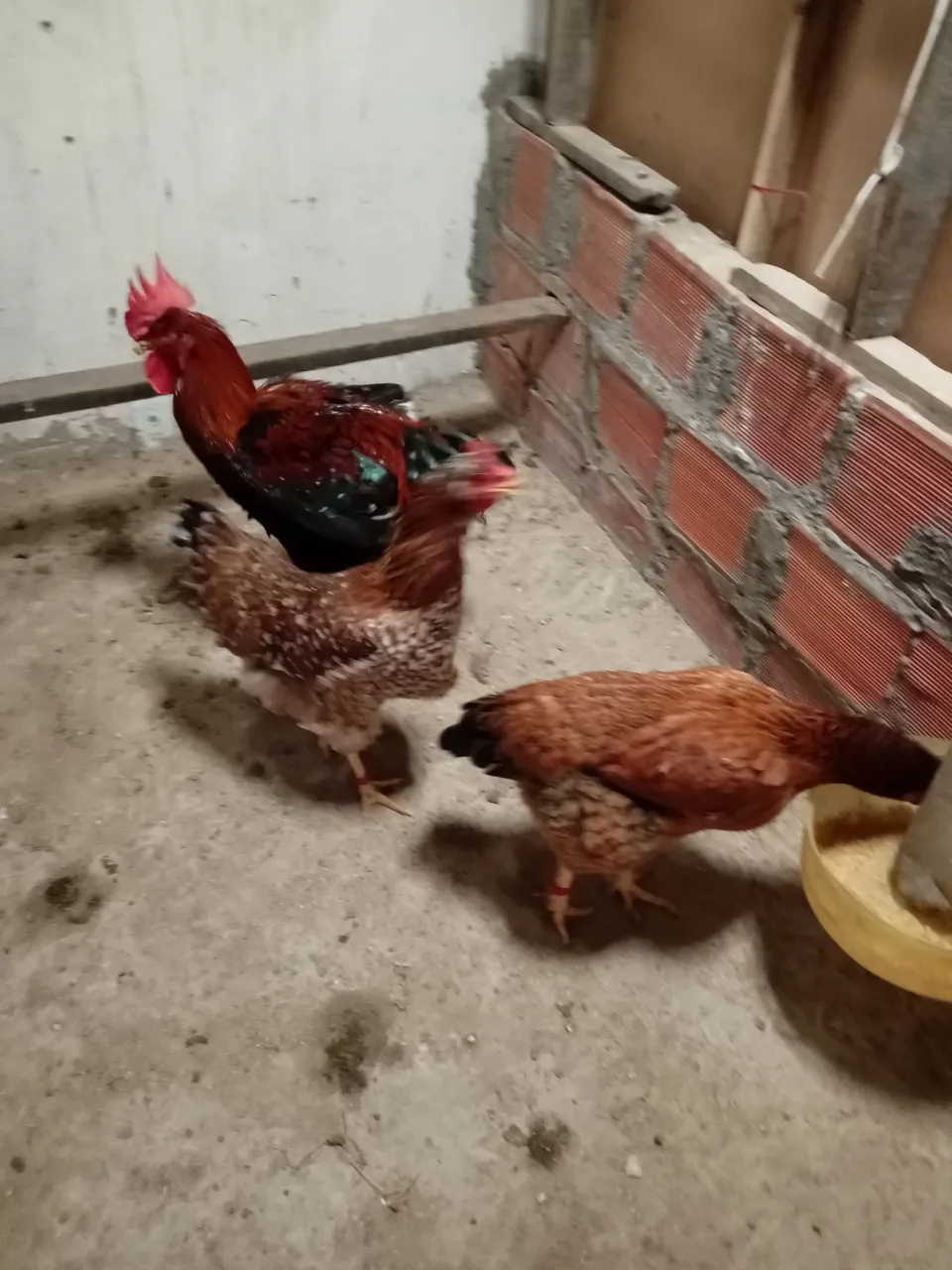 Frango , fraga e franguinho balão de baixa grande a venda.