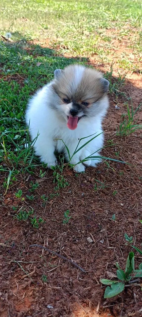 Filhote de spitz disponível fêmea anão - Foto 6