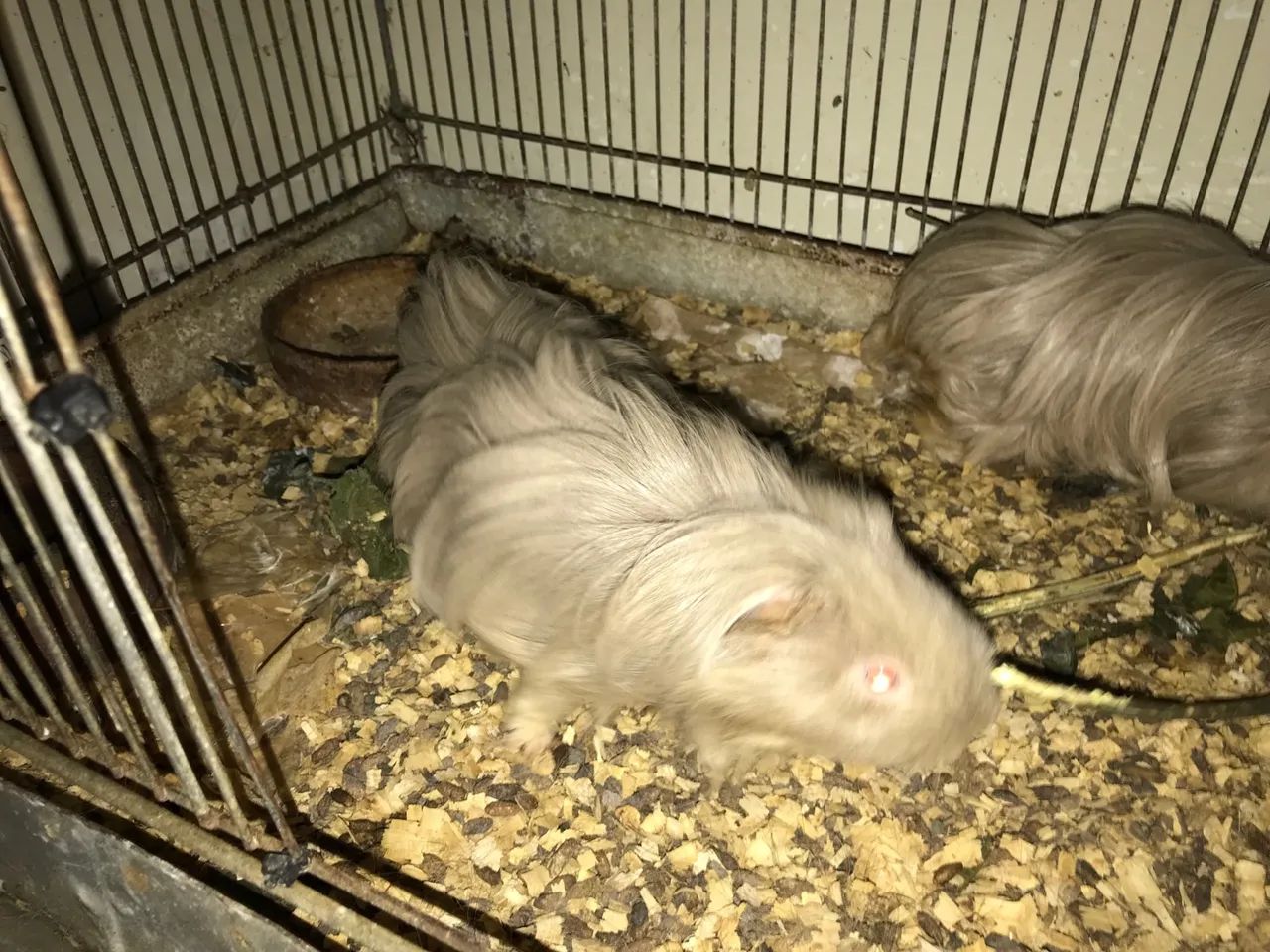 PORQUINHO DA ÍNDIA SHELTIE - VENDO