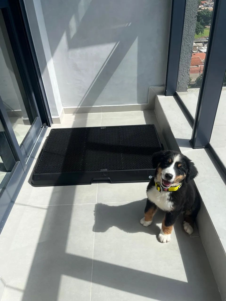 Adestrador de Cães  - Foto 2