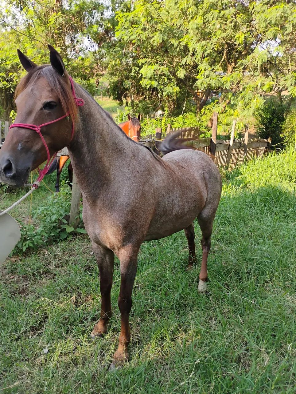 Égua a venda ou troca de charrete e sela  - Foto 4