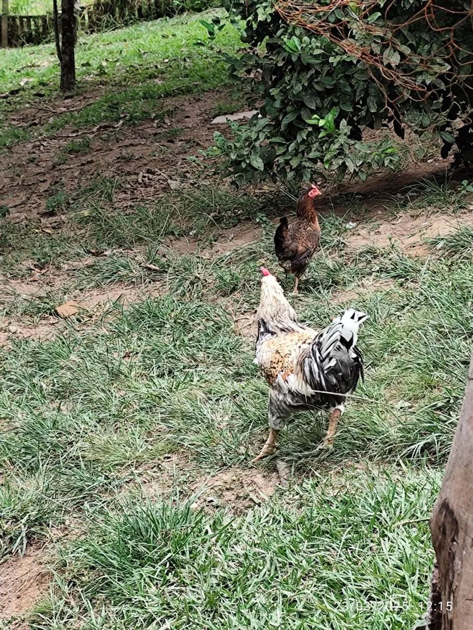 Galinhas e Galo caipiras - Foto 3