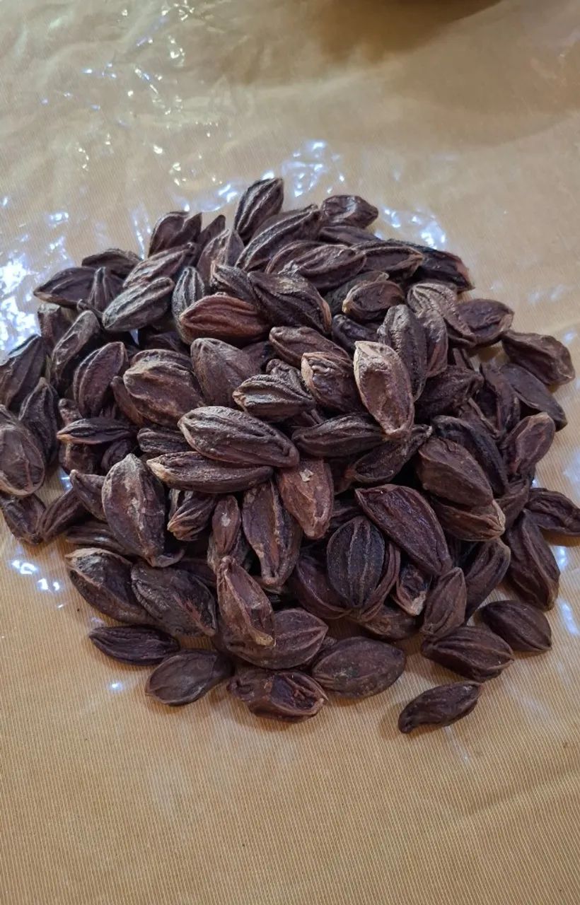 Castanhas de Sapucaia para Produção de Mudas