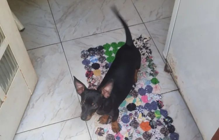 PINSCHER MACHO Nº 1 FILHOTE - Foto 3