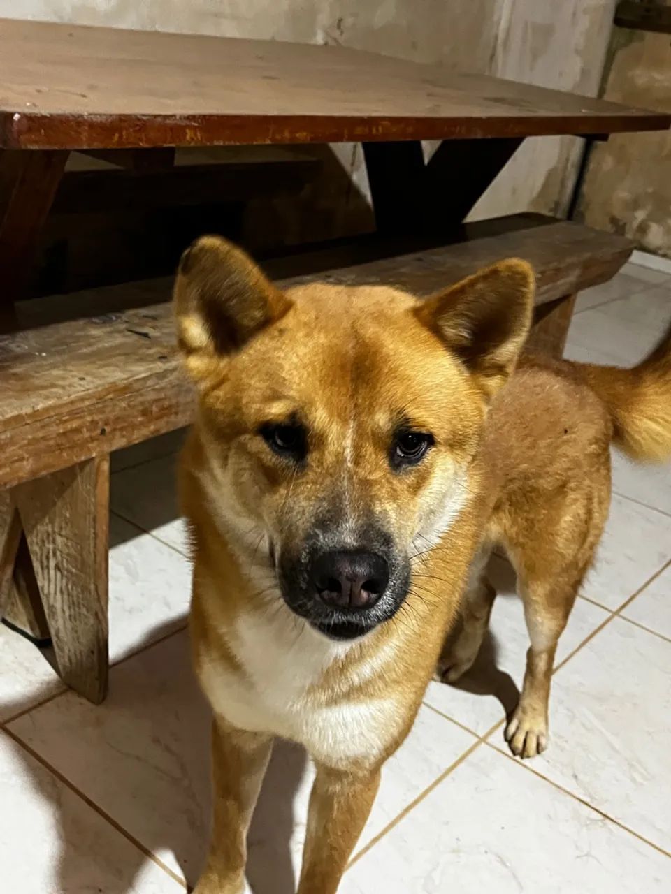 Cachorro lindo para adoção - Foto 2