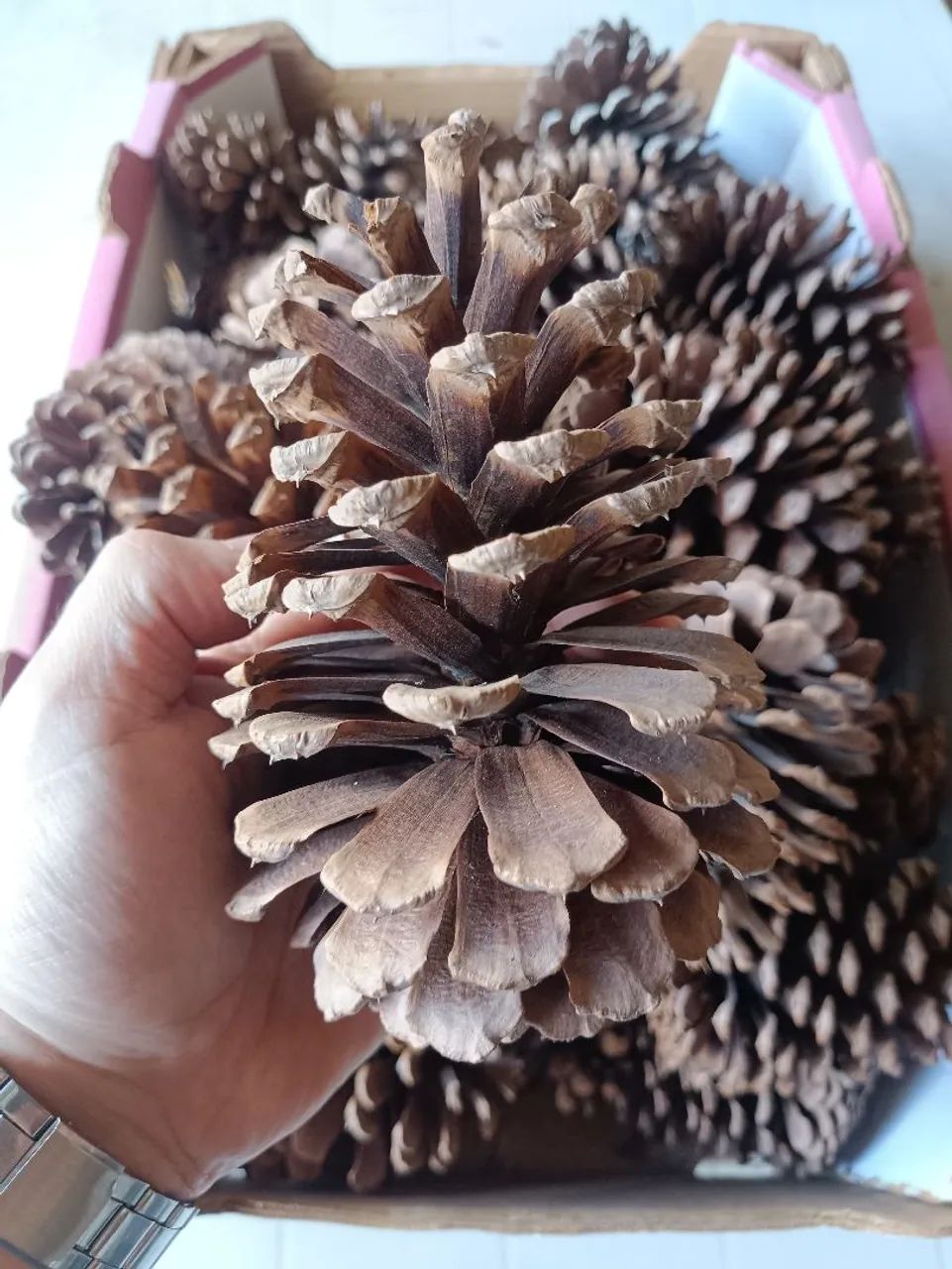 35 pinhas por 50 reais  - Foto 2