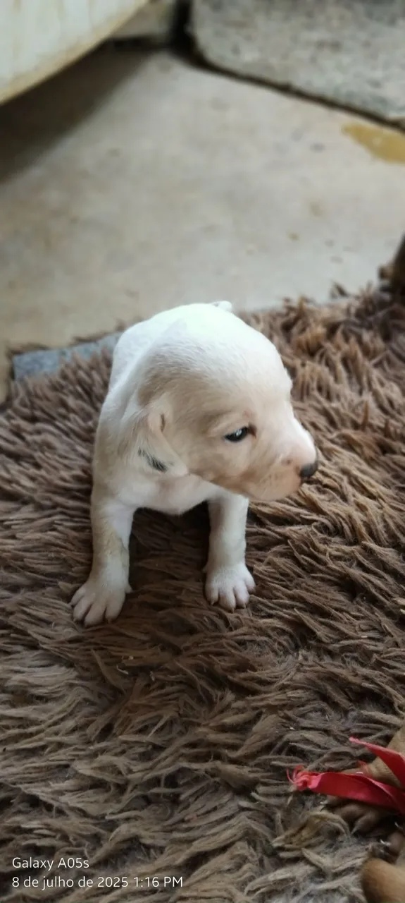 Filhotes pra vender Fox terrier e Baccer capa preta americano 