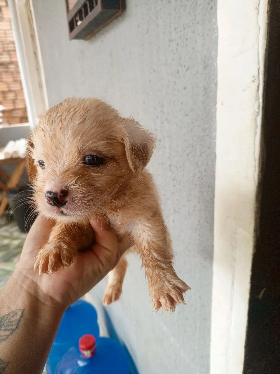 Filhote de cachorro