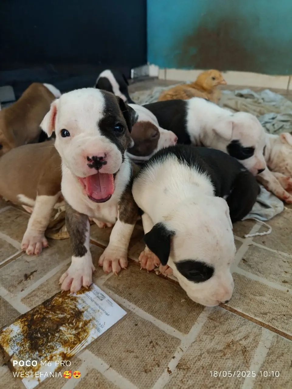 Filhotes de Pit Bull América