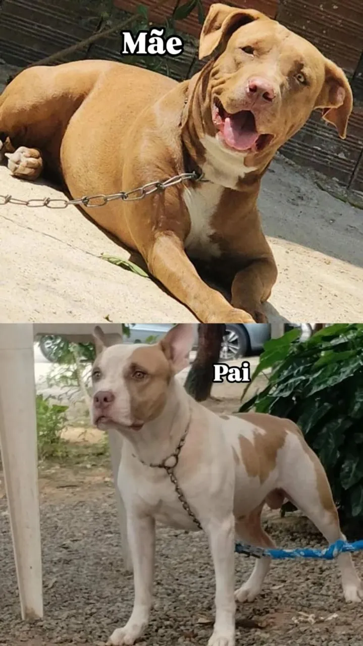 Pitbull - Filhotes e Pais