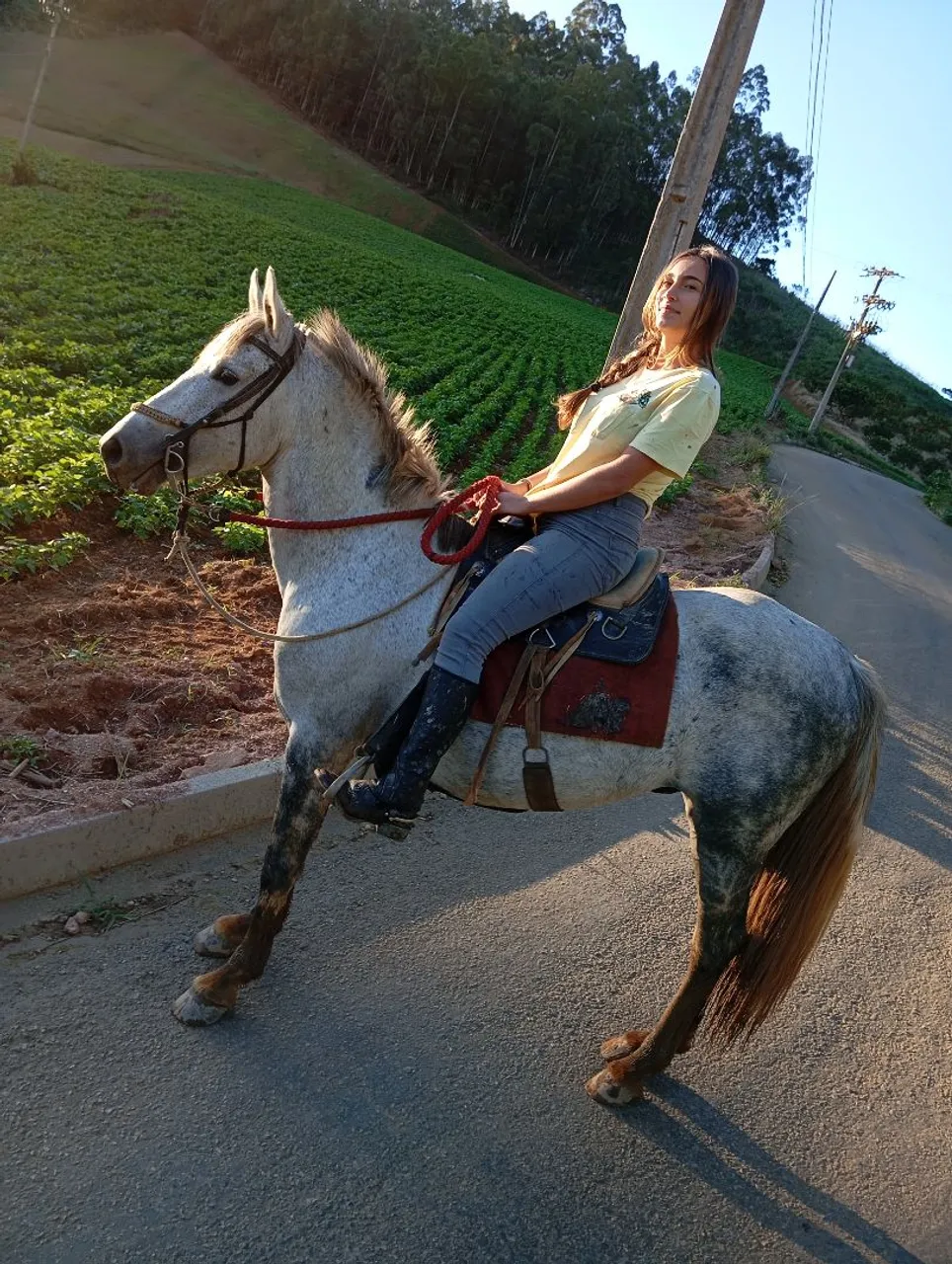 Cavalo Mangalarga Marchador à Venda