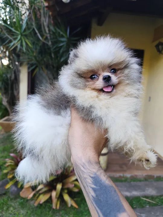 Lulu da Pomerânia filhotes fêmea e macho  - Foto 4