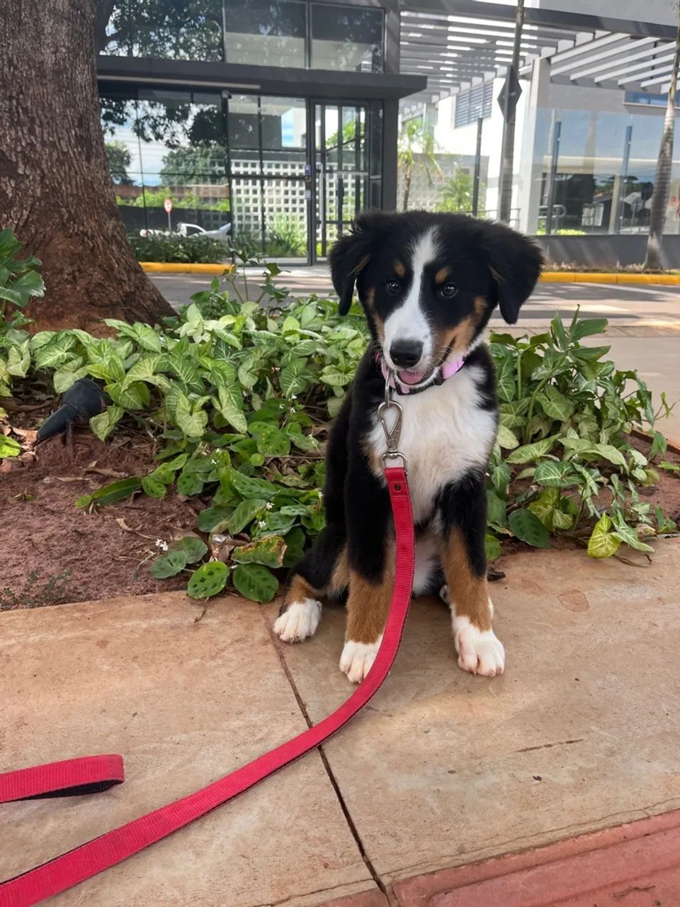 Adestrador de Cães  - Foto 3