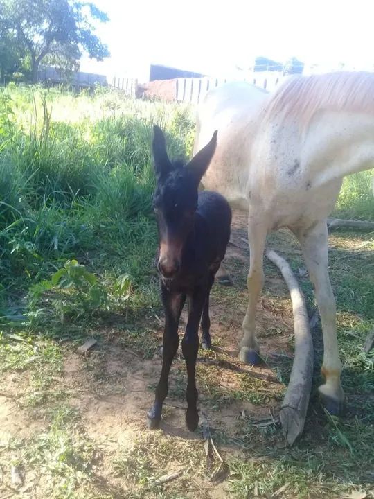 Égua com cria de burro - Foto 2