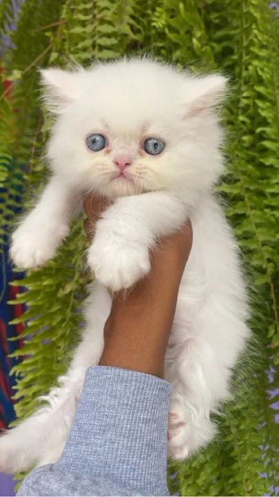  Filhotes de Gato Persa Macho e Fêmea com Pedigree - Foto 3