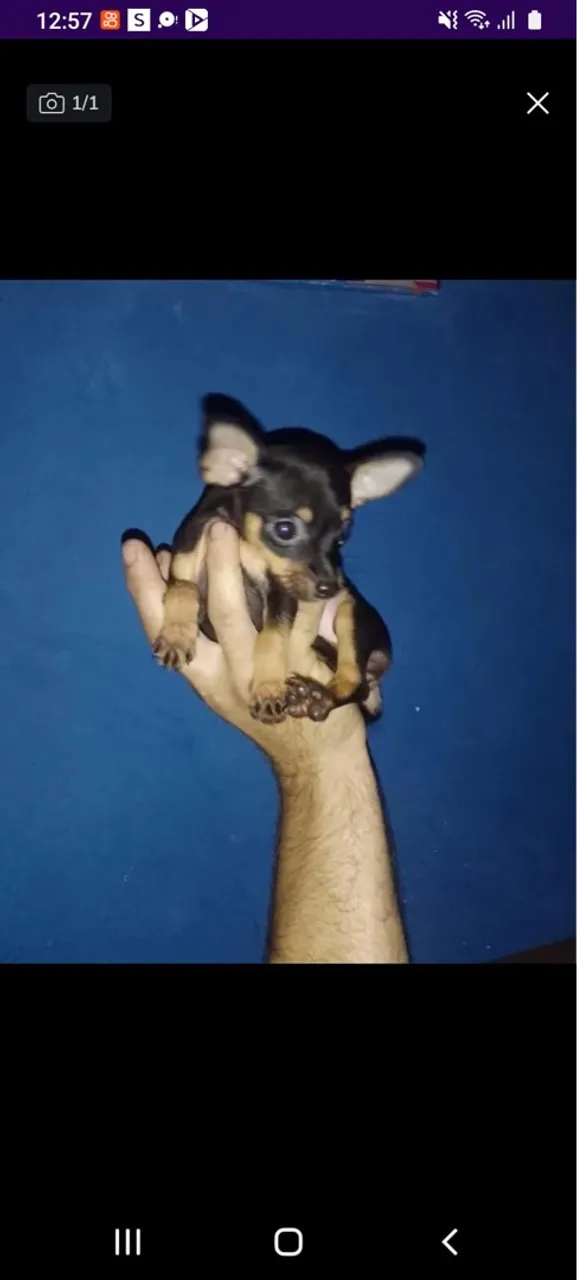 Pinscher Zero Macho Entrega hoje