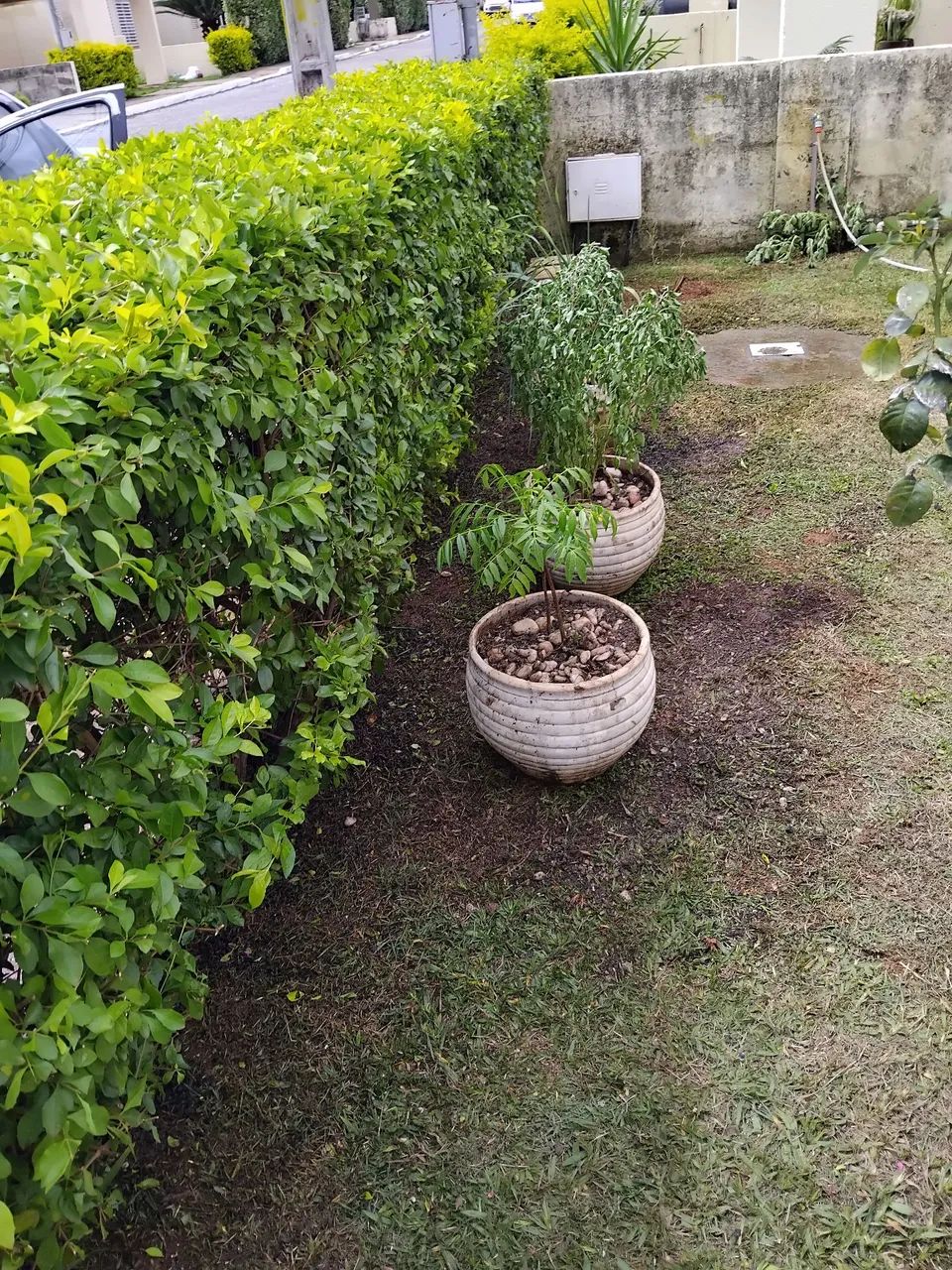 Jardineiro  - Foto 5