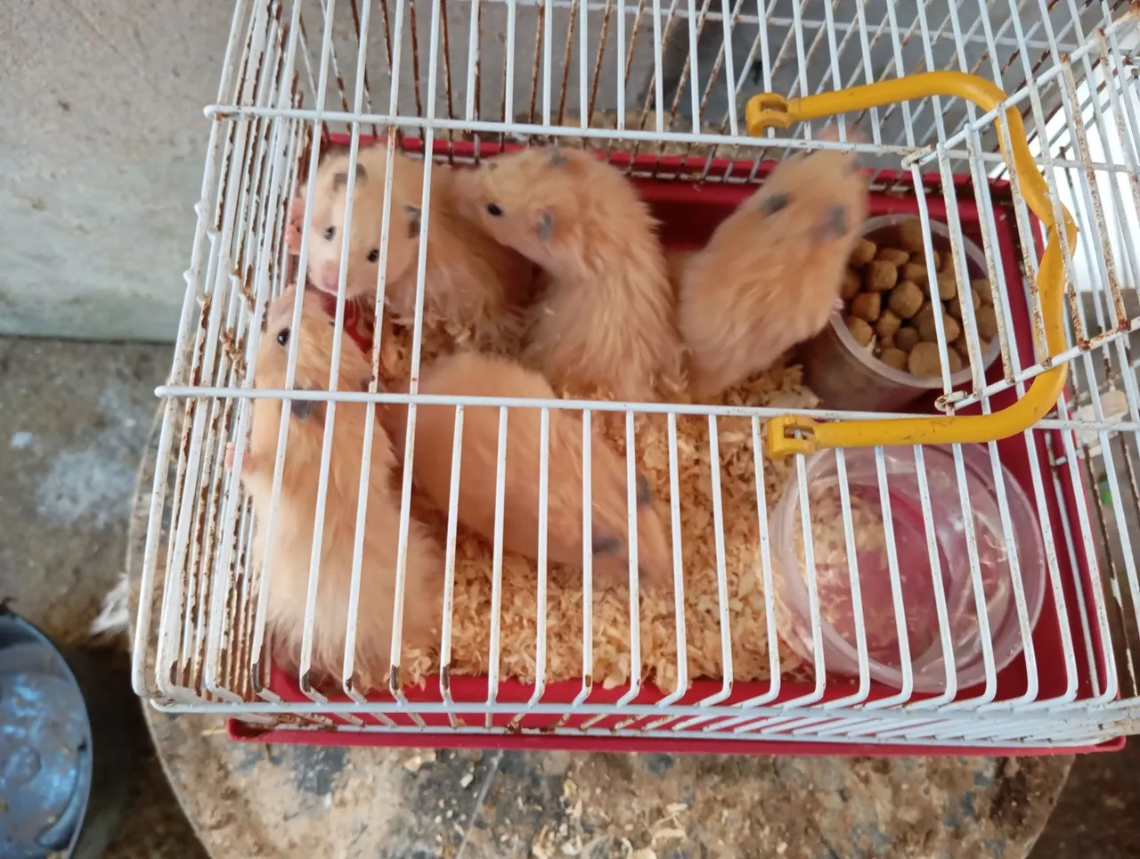 Filhotes de hamster
