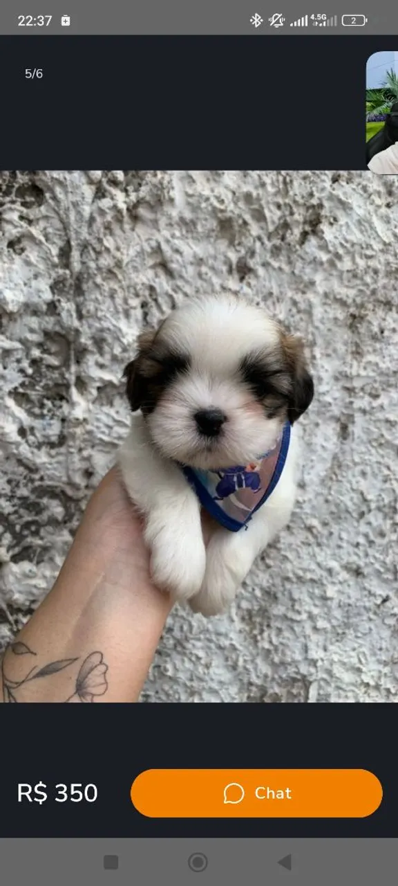Mini Shitzu macho