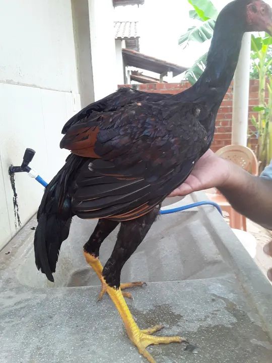 FRANGUINHOS DE RAÇA  - Foto 5