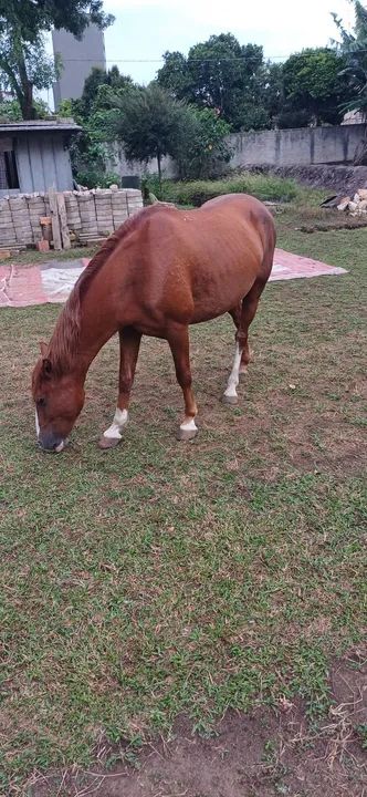 Cavalo para crianças e adultos 