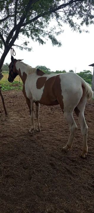 ÉGUA À VENDA  - Foto 4