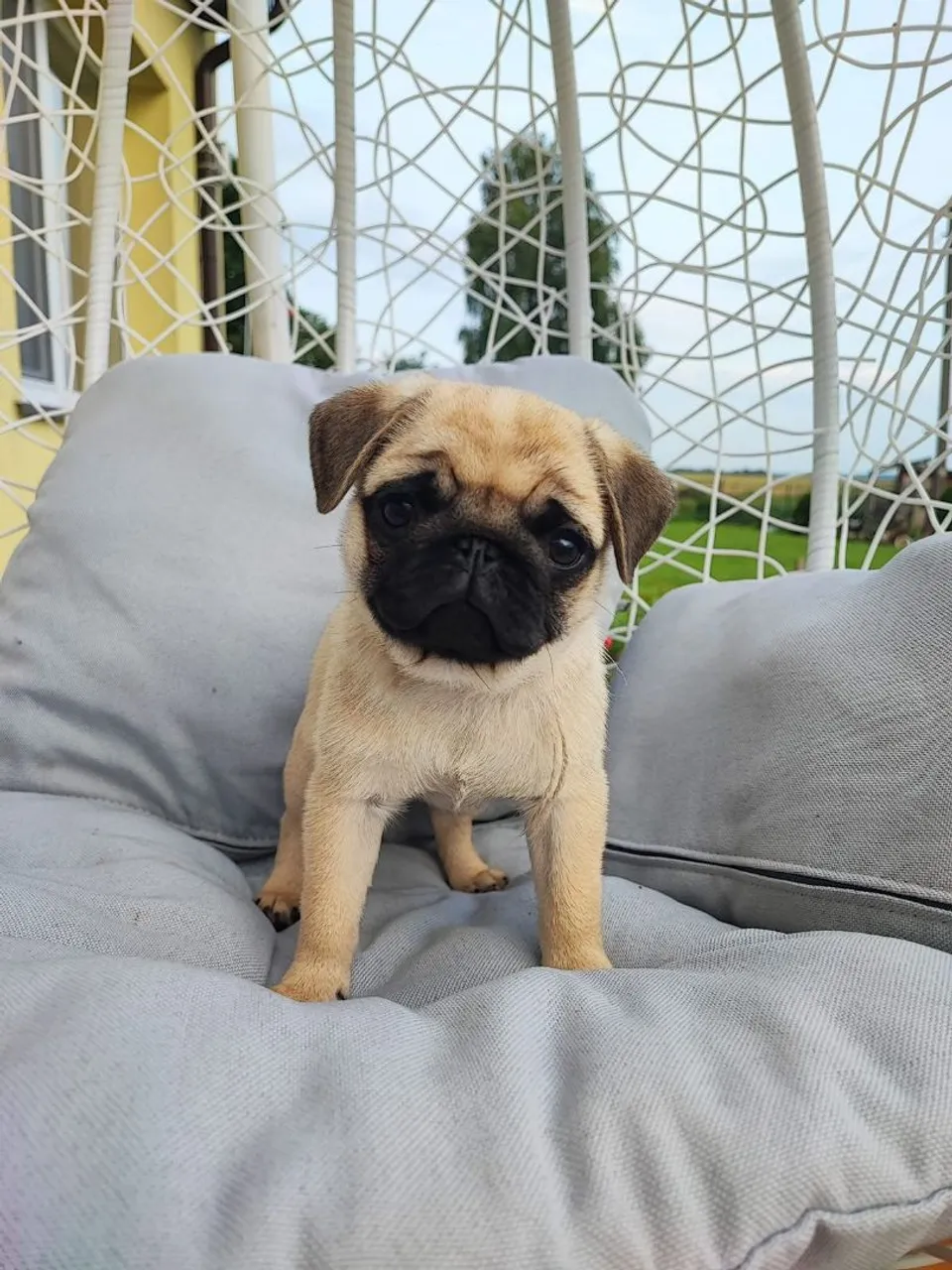 Vendo filhotes de Pug Mini
