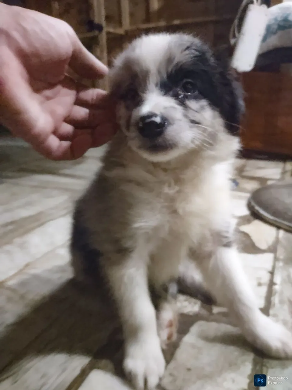 Filhote de Border collie
