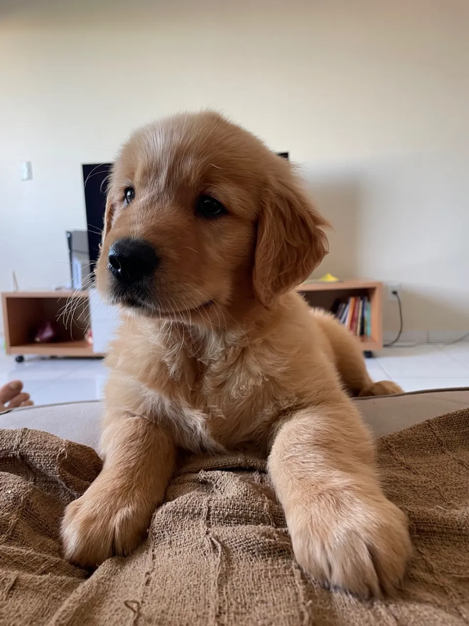 Filhote de Golden Retriever - 60 dias - Fêmea