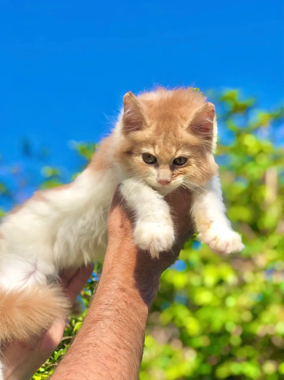 Maine Coon 