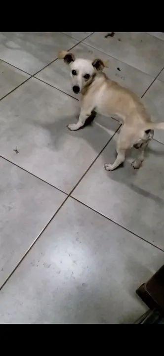 PROCURO CACHORRO RESGATADO PRÓXIMO ACONCHEGO - Foto 3