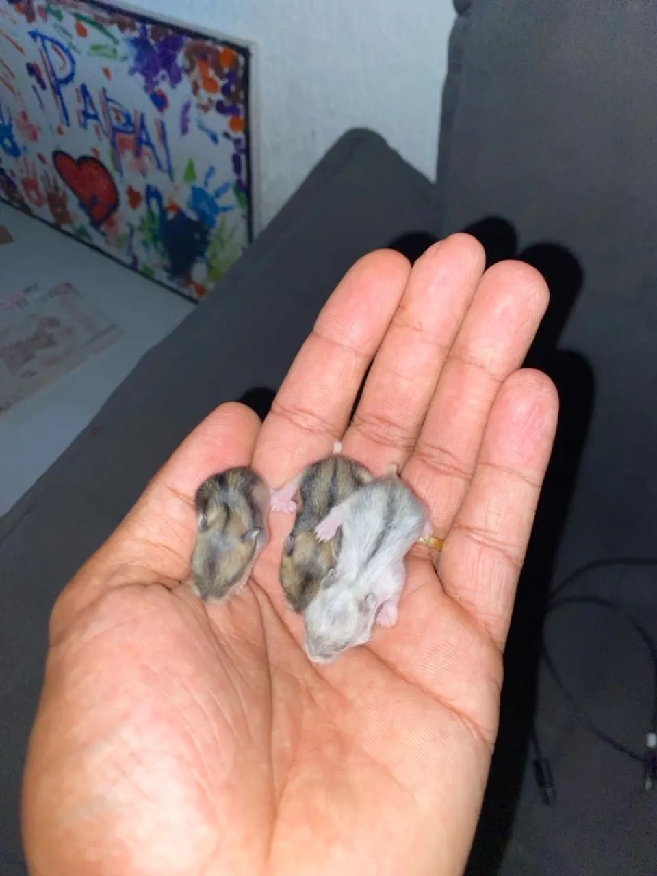 Hamster Anão Russi