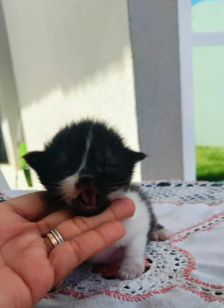Vendo filhote gato persa - Foto 2