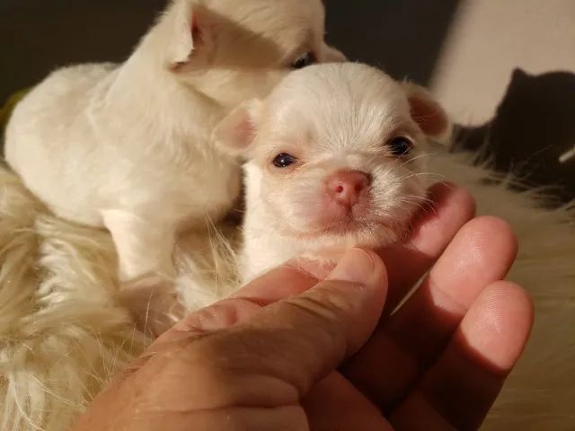 Chihuahua Macho Creme e Branco Carinhoso e Pronto!