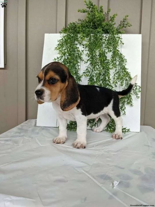 Filhotes de Beagle lindos entregamos, filhotes fofos 