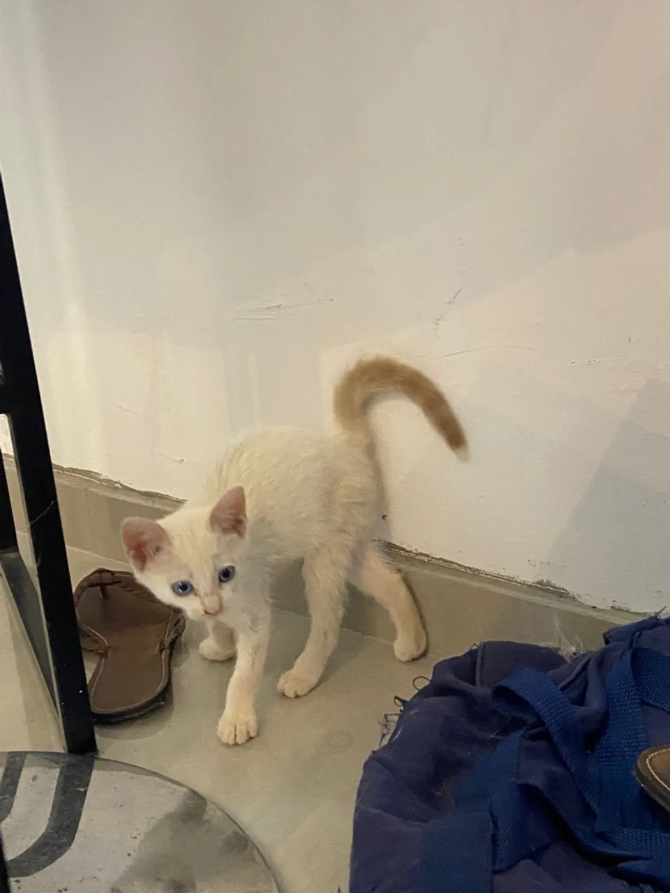 Gatinho filhote branco com olhos azuis para adoção