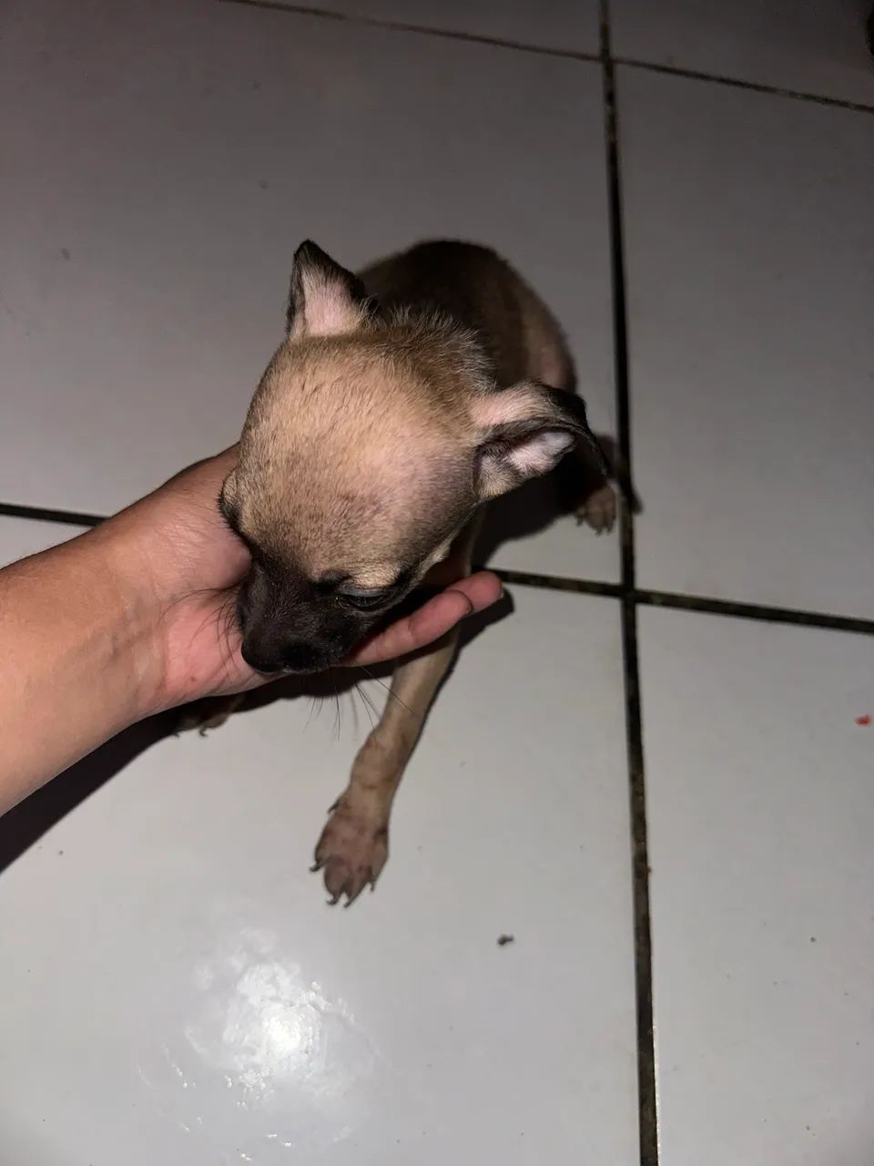 Doação dessa cachorrinha  - Foto 3
