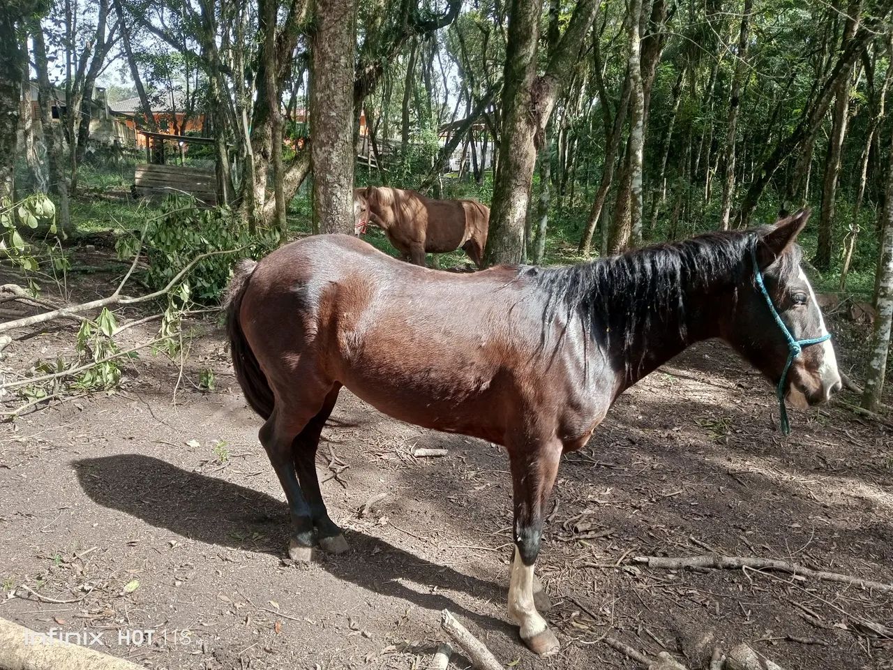 Vendo ou troco égua de 5 anos  - Foto 2