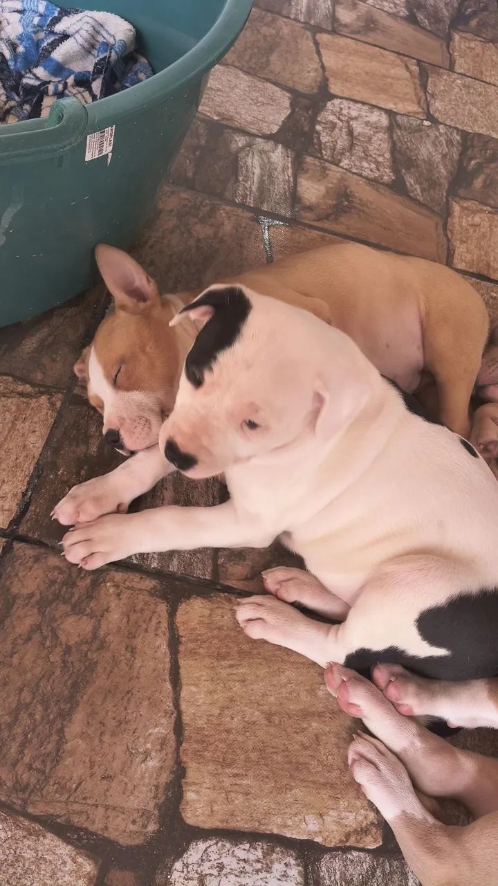 Filhote Fêmea American Pit Bull Terrier (APBT)  - Foto 2
