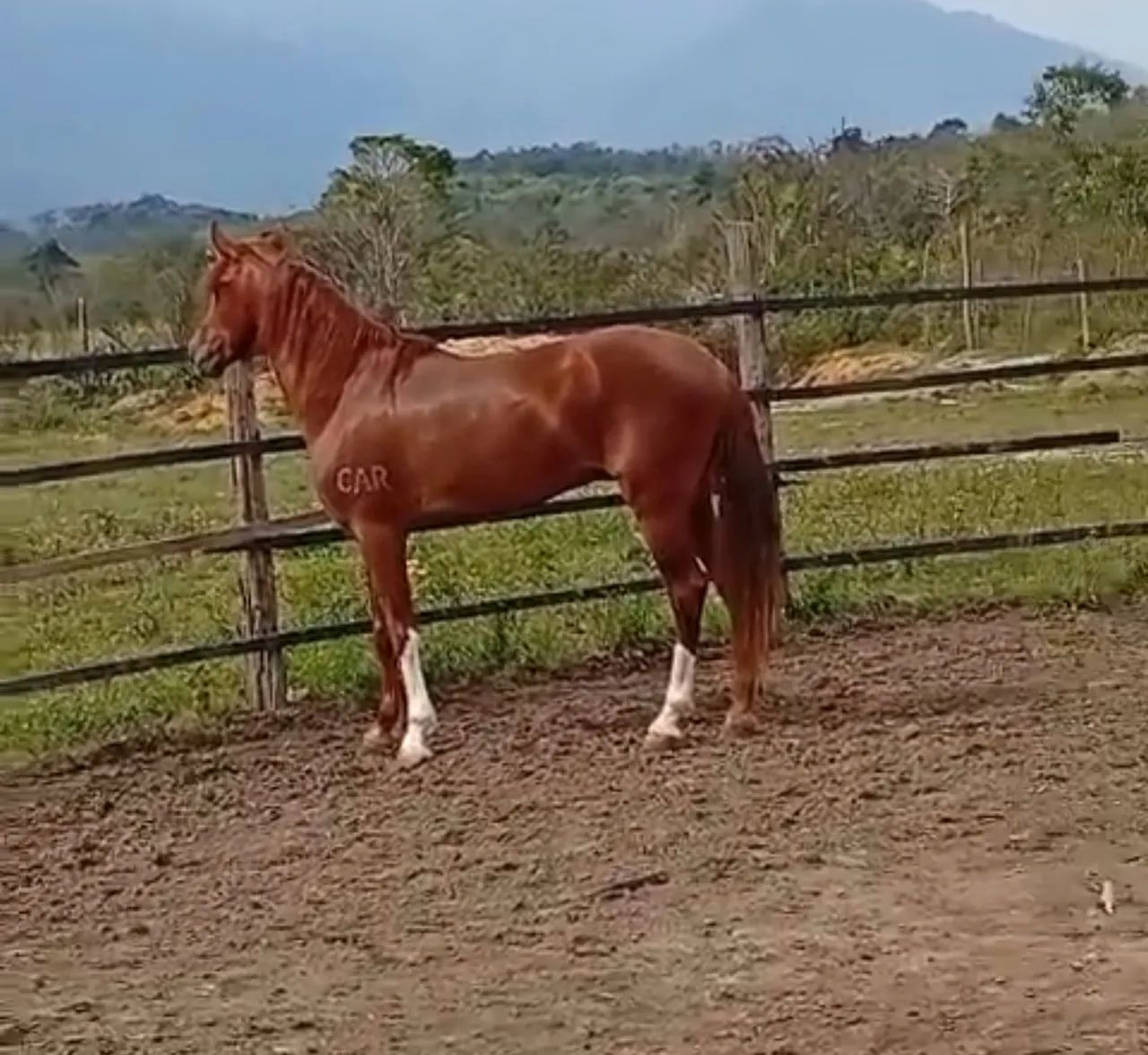 Garanhão manga larga a venda top de linha . - Foto 2