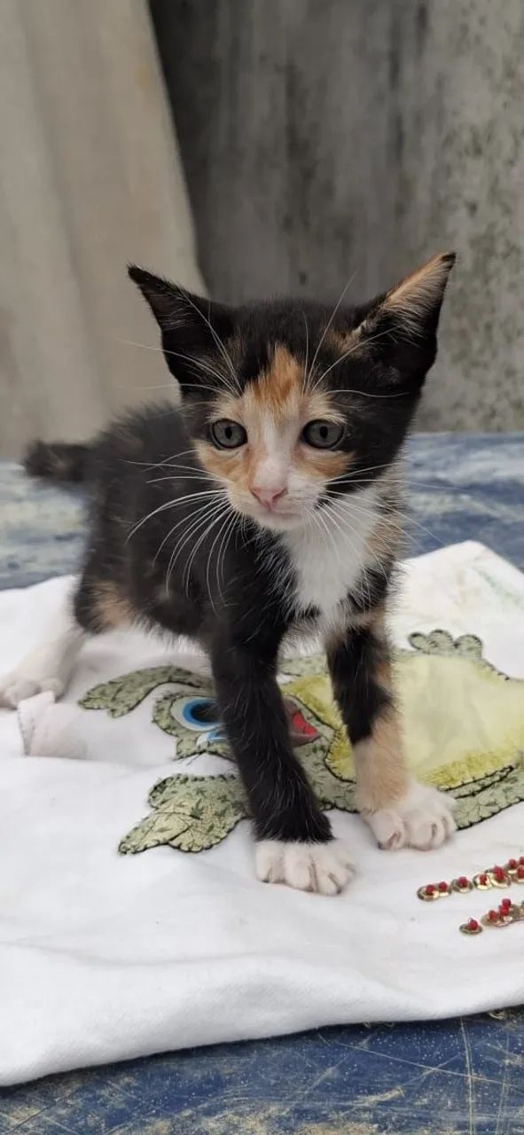 Gatinhas para adoção responsável  - Foto 3