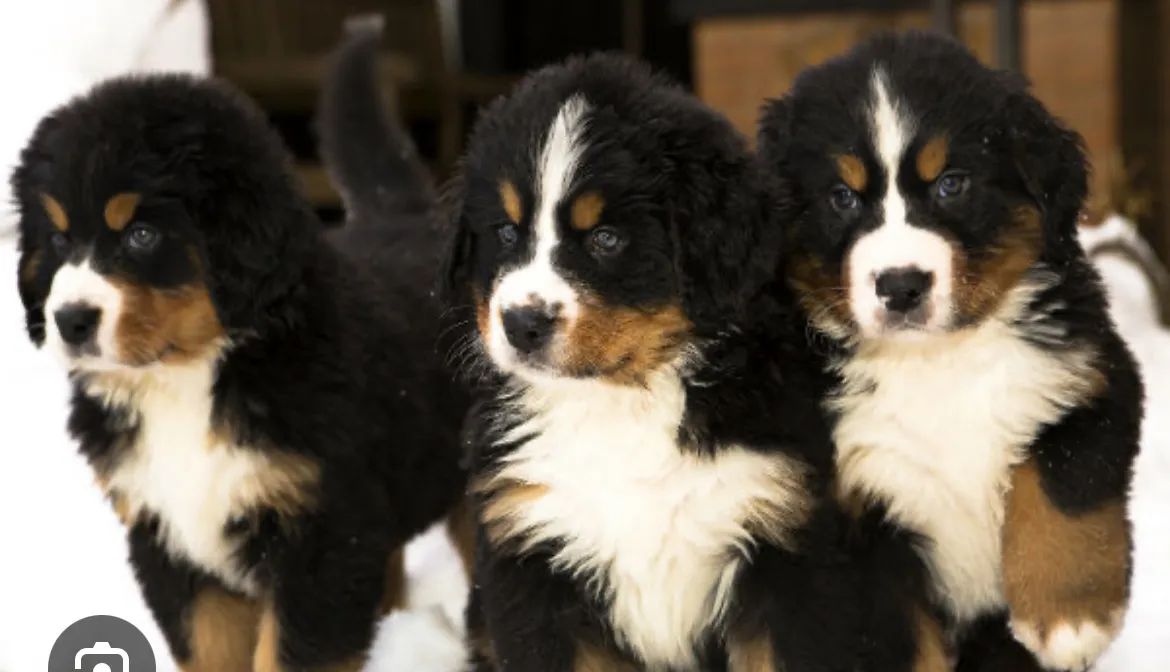 Bernese mountain 