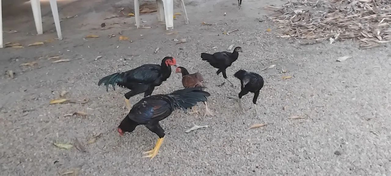 Vendo 4 galinhas e 2 galos da raça índio/carioca