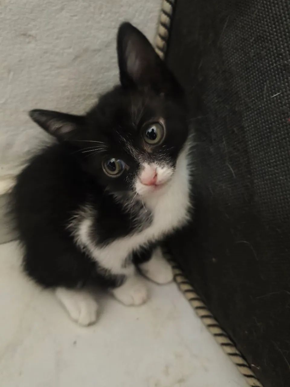 Gatos para doação - Foto 3