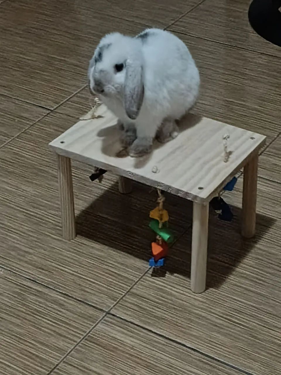 Coelha