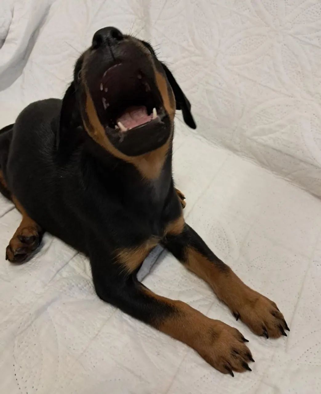 Rottweiler  - Foto 5