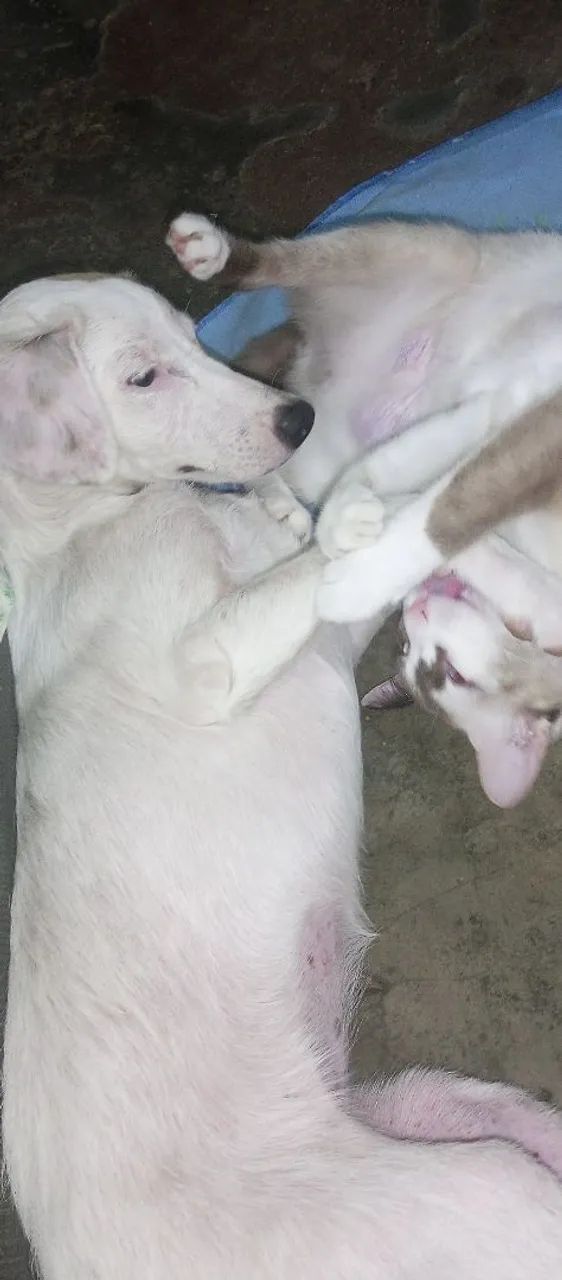 Doação de cadela - Foto 4